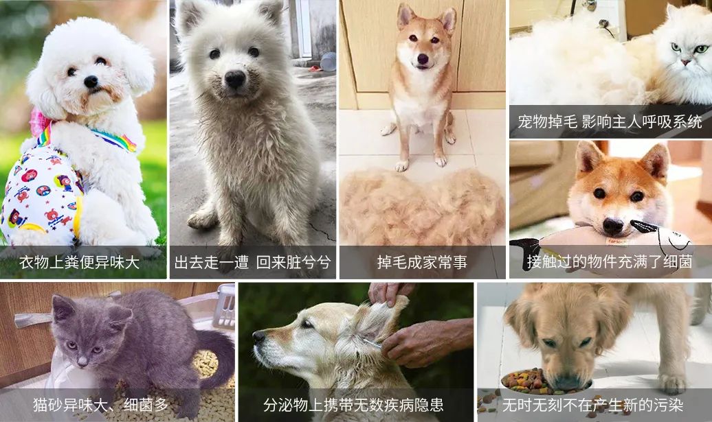 寵物氣味彌漫整個(gè)屋子，潔匠凈化教您如何除味.jpg